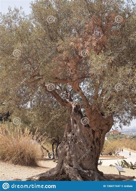 Ancient Olive Tree Stock Image Image Of Countryside