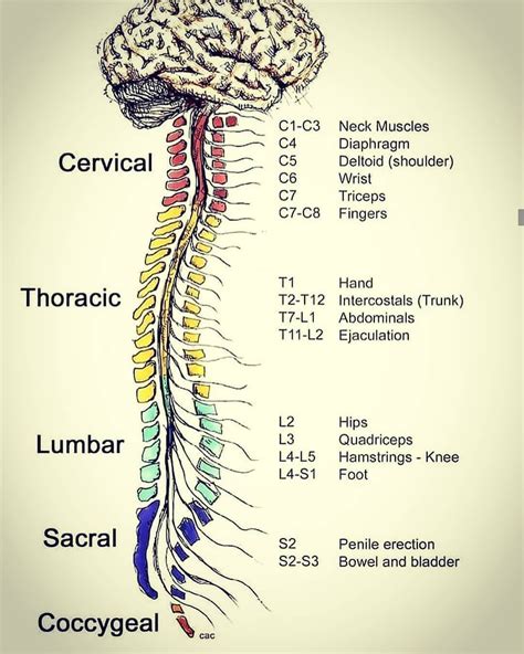 Latest Medical News On Instagram “spinal Nerves Med