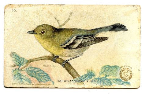 Vintage Bird Clip Art