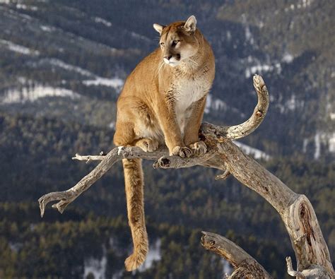 Mountain Lion Mountain Lion Animals Wild Cats