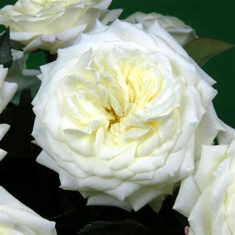Alabaster Roses Wedding Roses Direct