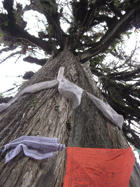 Yuksom Tree Sikkim India Sikkim Gods Own Country Incredible India