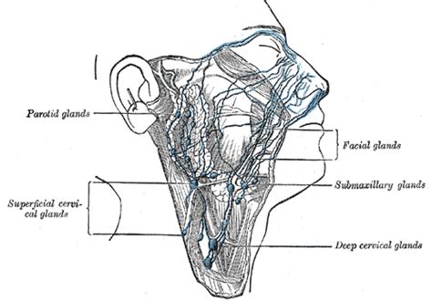 Superficial Cervical Lymph Nodes Wikidoc