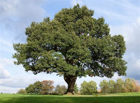 The Common Oaks The Major Quercus Tree Species Of North America