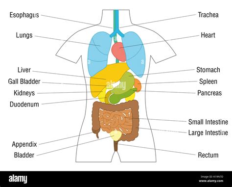 Innere Organe Chart Schematische Anatomie Diagramm Mit Farbigen