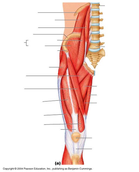 Muscle Of The Thigh Anterior Superficial View Diagram Quizlet