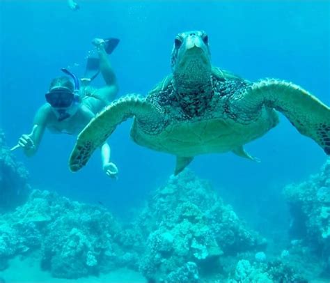 Napili Bay Maui Snorkeling Coral Bleaching Kahului Trip To Maui