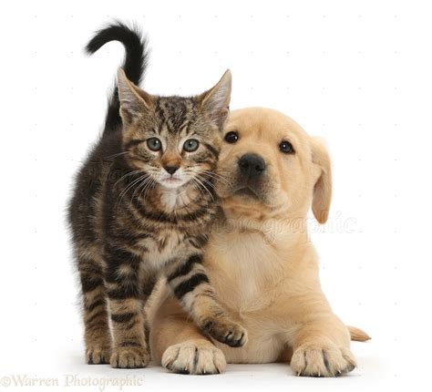 Pets Tabby Kitten With Cute Yellow Labrador Puppy Photo