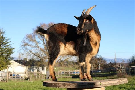 Nigerian Dwarf Goat Breed Info Facts Lifespan Behavior And Care Guide