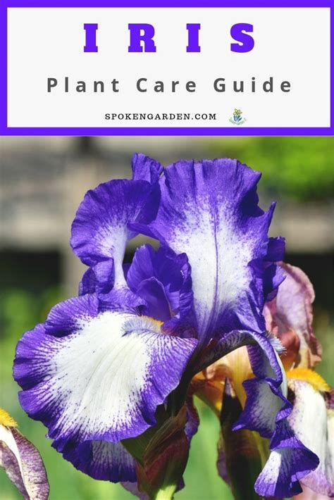 Iris Plant Care Guide In 2020 Plant Care Summer Flowers Garden