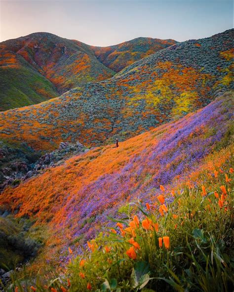 Super Bloom In California Rpics