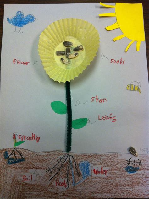 2nd Grade Stuff Freebie Kindergarten Science Parts Of A Flower