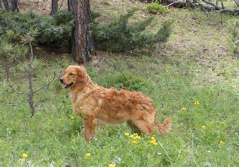 10 Things You Need To Know About The Miniature Golden Retriever