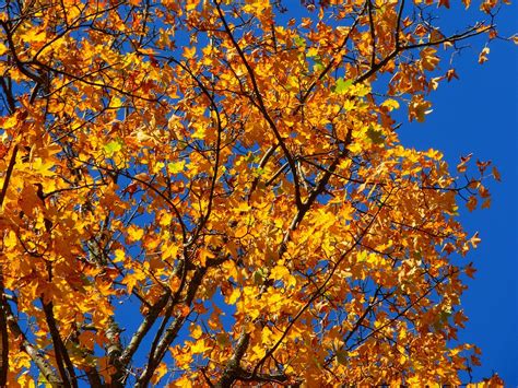 Free Photo Autumn Colorful Tree Leaves Free Image On Pixabay 63271