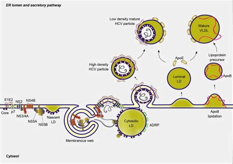 Hcv Life Cycle Viruses Free Full Text Overview Of Hcv Life Cycle With