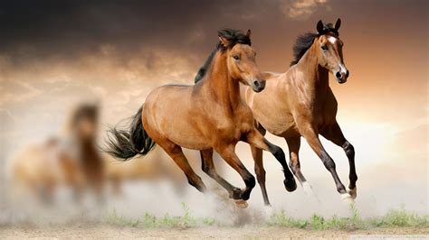 Bộ Sưu Tập Hình ảnh Ngựa Cực Chất Full 4k Với Hơn 999 Hình ảnh Ngựa