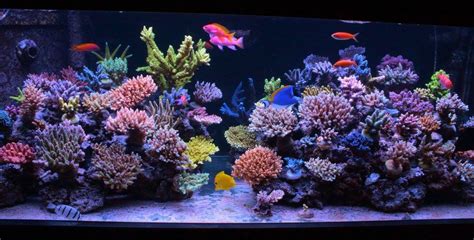 The Amazing Reef Of Krzysztof Tryc Reef2reef Saltwater And Reef