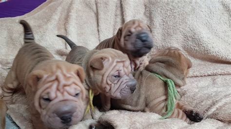 Shar Pei Babies 25 Weeks Crying For Mommy Youtube