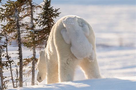 Polar Bears Image Canada National Geographic Your Shot Photo Of The Day