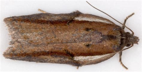 080 Acleris Hastiana British Lepidoptera