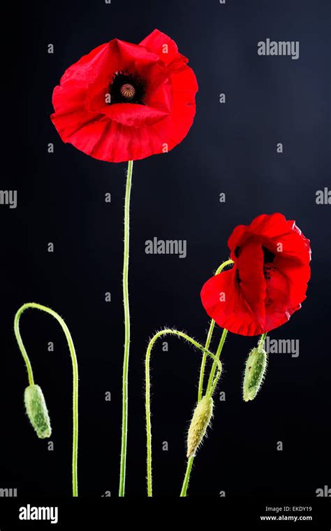 Poppy Flowers Over Black Stock Photo Alamy