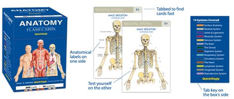 Anatomy And Physiology Flash Cards Printable Anatomy Worksheets