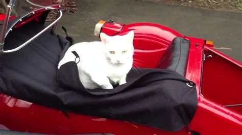 Cats Like Sidecars Too Youtube