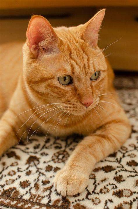 30 Top Images Orange Tabby Bengal Cat Bengal Colors And Patterns