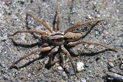 Wolf Spiders The Life Of Animals