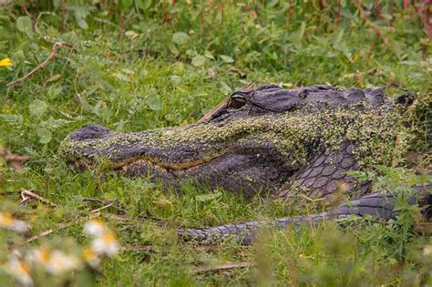 Do Alligators Lay Eggs In Nests Swamp Fever