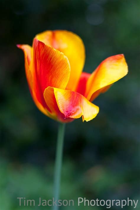 Tulip Petal Tim Jackson Photography Buy Photographic Canvas And