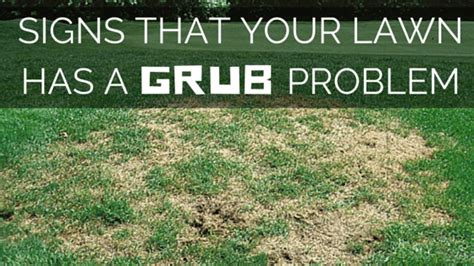 Preventative Grub Control Greenlawn By Design