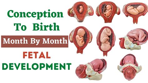 Conception To Birth Fetal Development Week By Week Fetal Development Fetal Growth Month By