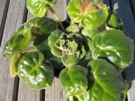 African Violet Leaves Curling The Stems Start Growing Longer In Size