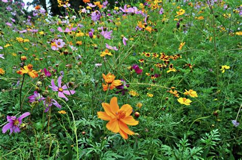 5 Endangered Native Wildflowers You Can Plant At Home Dengarden
