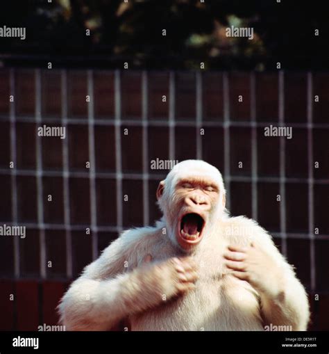 Mammal Albino Gorilla Snowflake Hi Res Stock Photography And Images Alamy