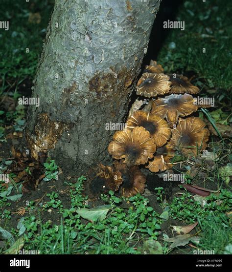 Honey Fungus Armillaria Mellea Fruiting Bodies Ant The Base Of An