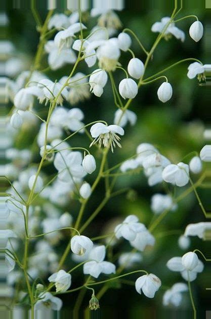 Thalictrum Splendide White Meadow Rue White Plants Flowers