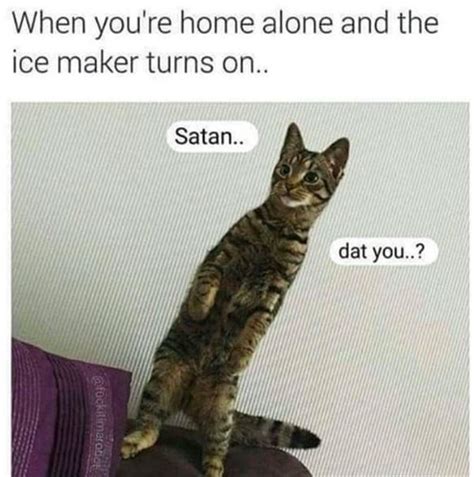 See more ideas about cats, cat memes, funny cats. Hilarious And Wonderful Animal Memes That Will Crack You Up | Animals
