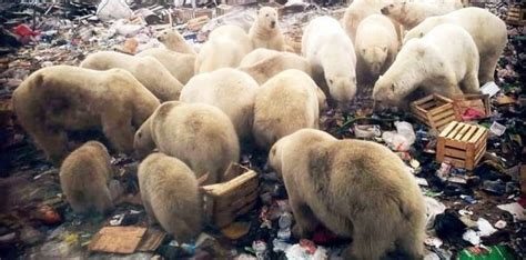 The Mass Polar Bear Invasion Of Russia The Fact Site