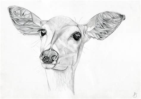 Deer A3 Pencil Drawing Original Hand Made Illustration