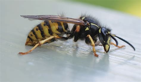 Insects In Your Yard Bees Wasps Ants Sawflies Hymenoptera