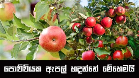 How To Plant Apple Seeds At Home Ceylon Agri Apple Apple Wagawasri