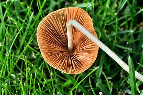 Psilocybe Semilanceata Lookalikes Funlora