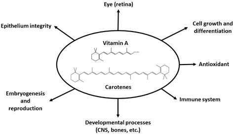 Nutrients Free Full Text Vitamin A Update Forms Sources Kinetics Detection Function