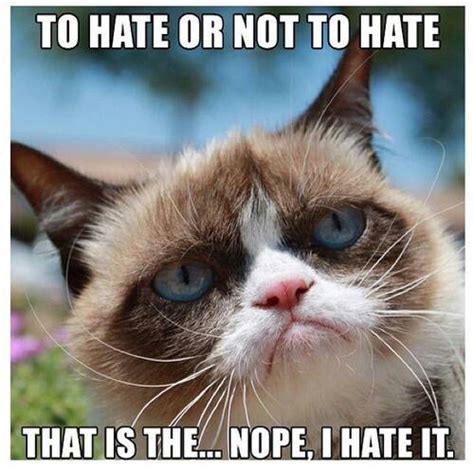 🔥 37 Grumpy Cat Meme Wallpaper Wallpapersafari