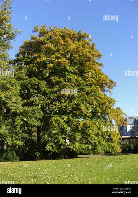Common Beech Fagus Sylvatica Single Tree In A Park Stock Photo Alamy