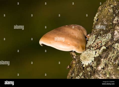 Birch Polypore Piptoporus Betulinus Aka Razorstrop Fungus Growing On