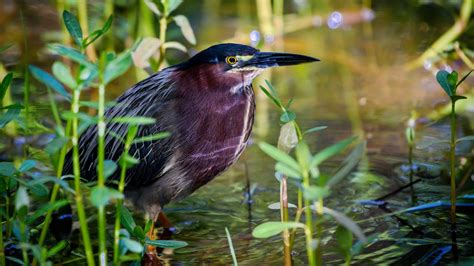 Audubon Bird Sanctuary Dauphin Island Sights Lonely Planet