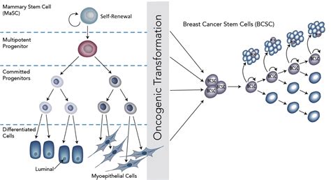 Triple Negative Breast Cancer Stem Cells And African Ancestry The